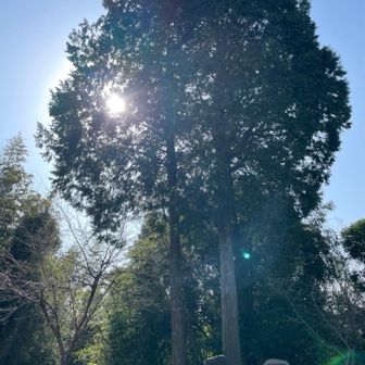 和霊神社⛩️の神々しい御神木
