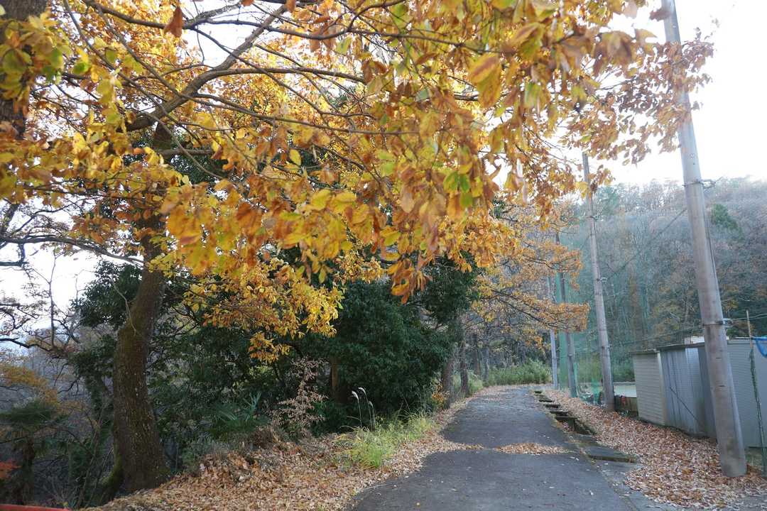 道なりの先から山道に入る