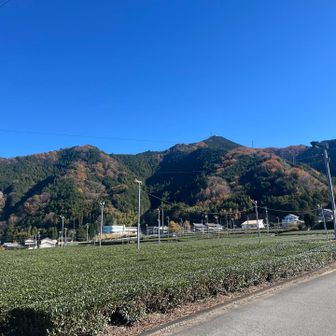 茶畑の中をゆく