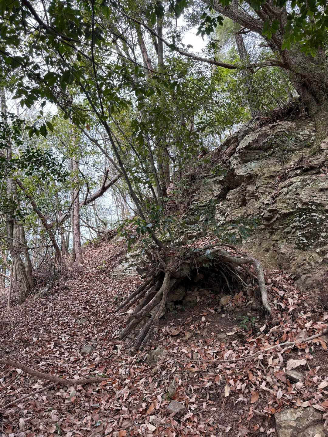 根性ある木🌲