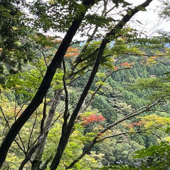 お初の紅葉🍁