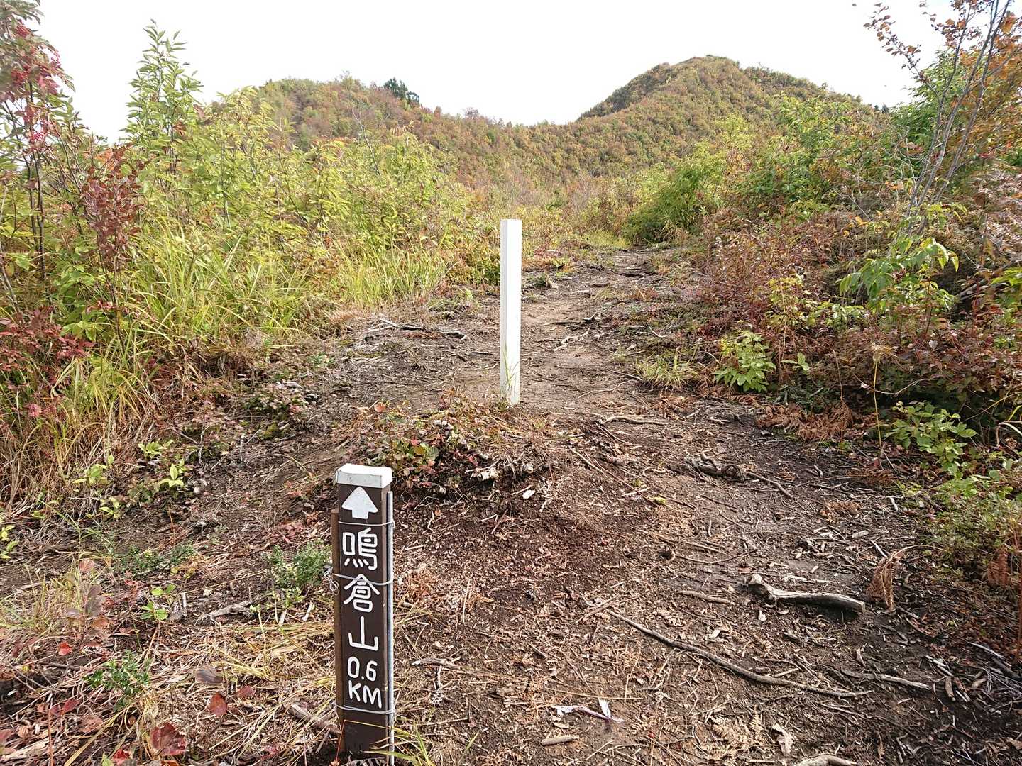一本杉-鳴倉山 往復コースの写真