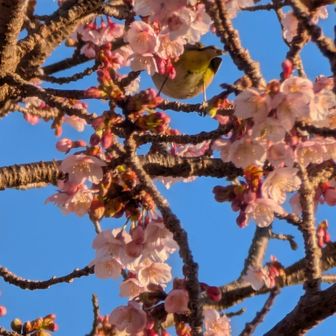 桜の木の中に沢山のメジロがいましたが、なんせすばしっこくて写真が撮れません💦
お尻だけ撮れました🤣

まるでお年玉のようなピークのプレゼントでした🎁

師匠🦭✨️
ありがとうございました✨️