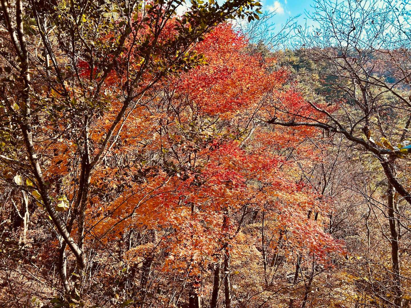 鶯宿峠-滝戸山登山口-滝戸山-名所山-黒坂峠-春日山 周回コースの写真