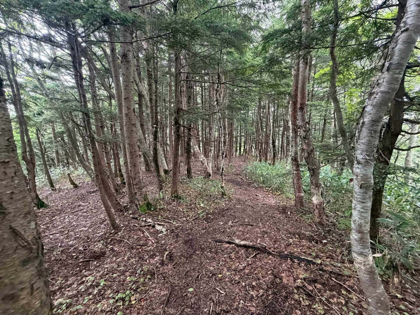 富士見峠-イカイワの頭-八間山 周回コースの写真