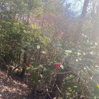 椿とツツジ競演してますね。