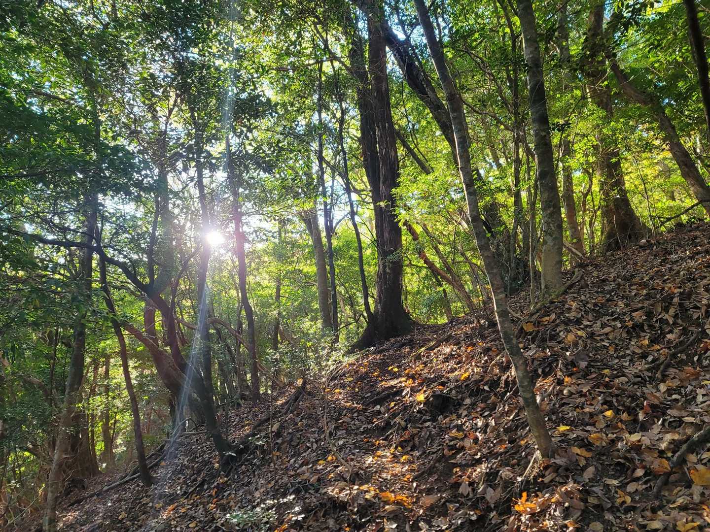 鴨猪新道登山口-天主の舞台-天主山 往復コースの写真