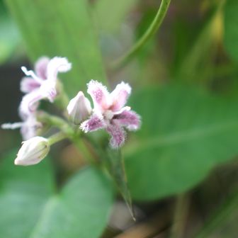 ヒゲモジャ
ガガイモの花です。