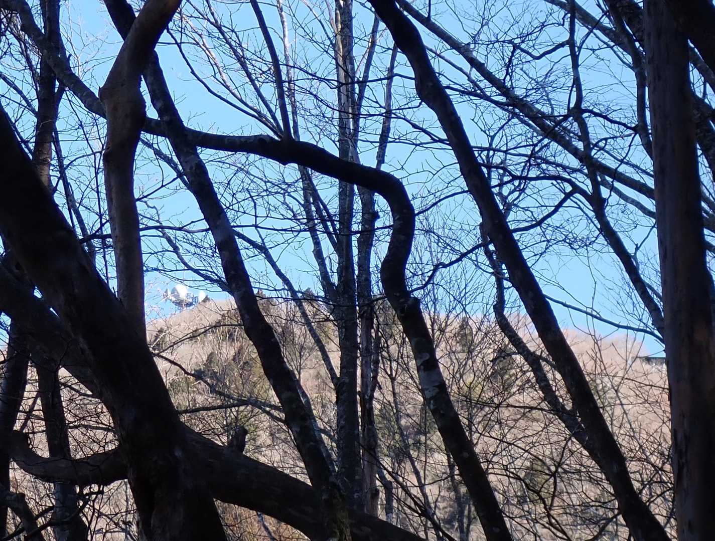 樹林越しに竜頭山山頂が見えるように。