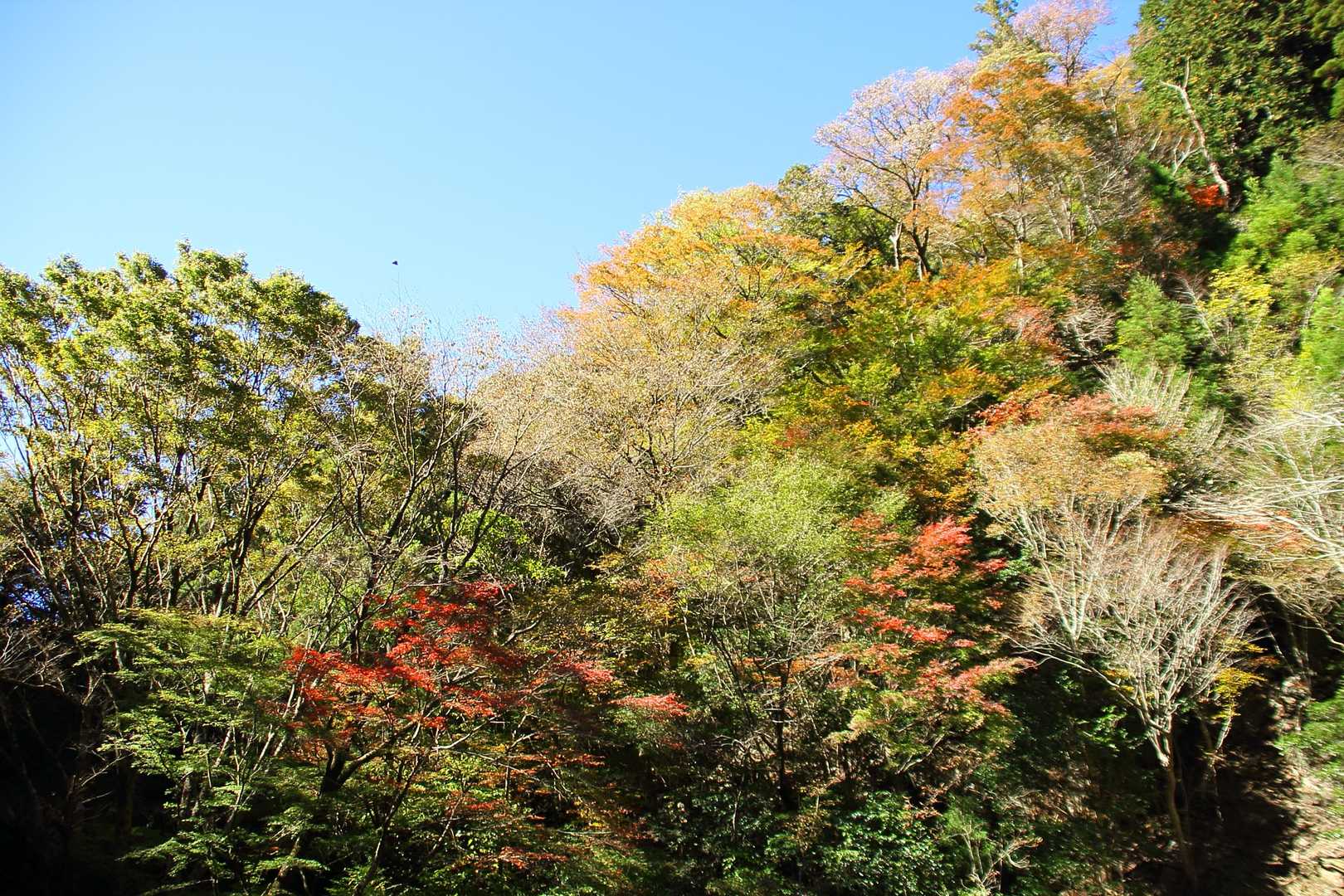ところどころ紅葉しています。のんびり紅葉を愛でながら歩きたい人にとっては、表登山道よりこちらのルートがいいのかな。