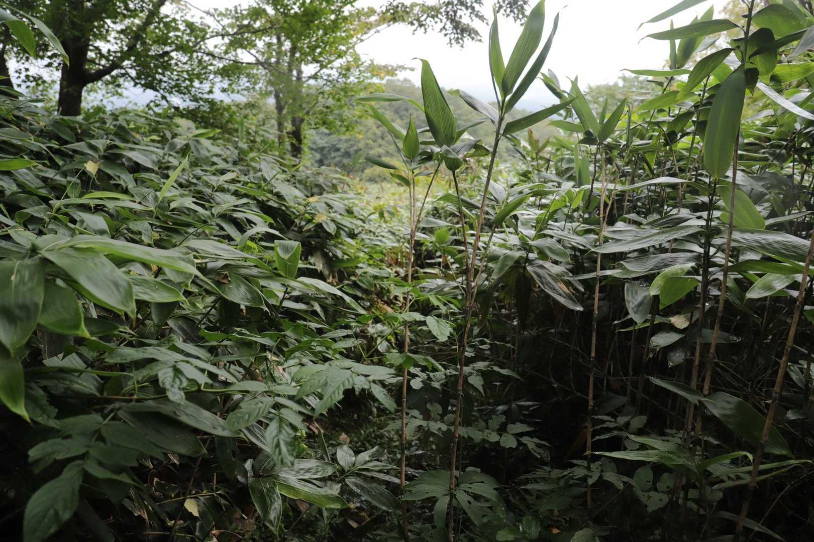 最近、藪が濃い山を歩くことが多いですが、歩きたい山に藪があるから仕方なく歩いてるだけで藪が好きなわけじゃないです