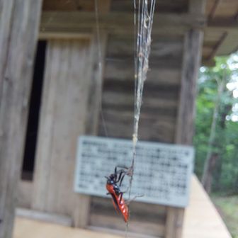 クロバアカサシガメという虫で個体数の少ない虫のようですよ😊
