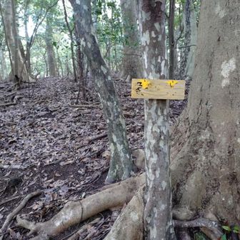 像の背
この辺りが
歩きやすいです🚶