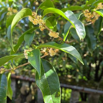 キンモクセイ…じゃなくて、ギンモクセイだそうです。

大山寺の、いつも？オレオさんが、お皿投げる横に満開でしたよ✨️
お願い事叶うといいですね🙏

石田丸さん、ありがとうございます❗

香りは、キンモクセイでした✨️