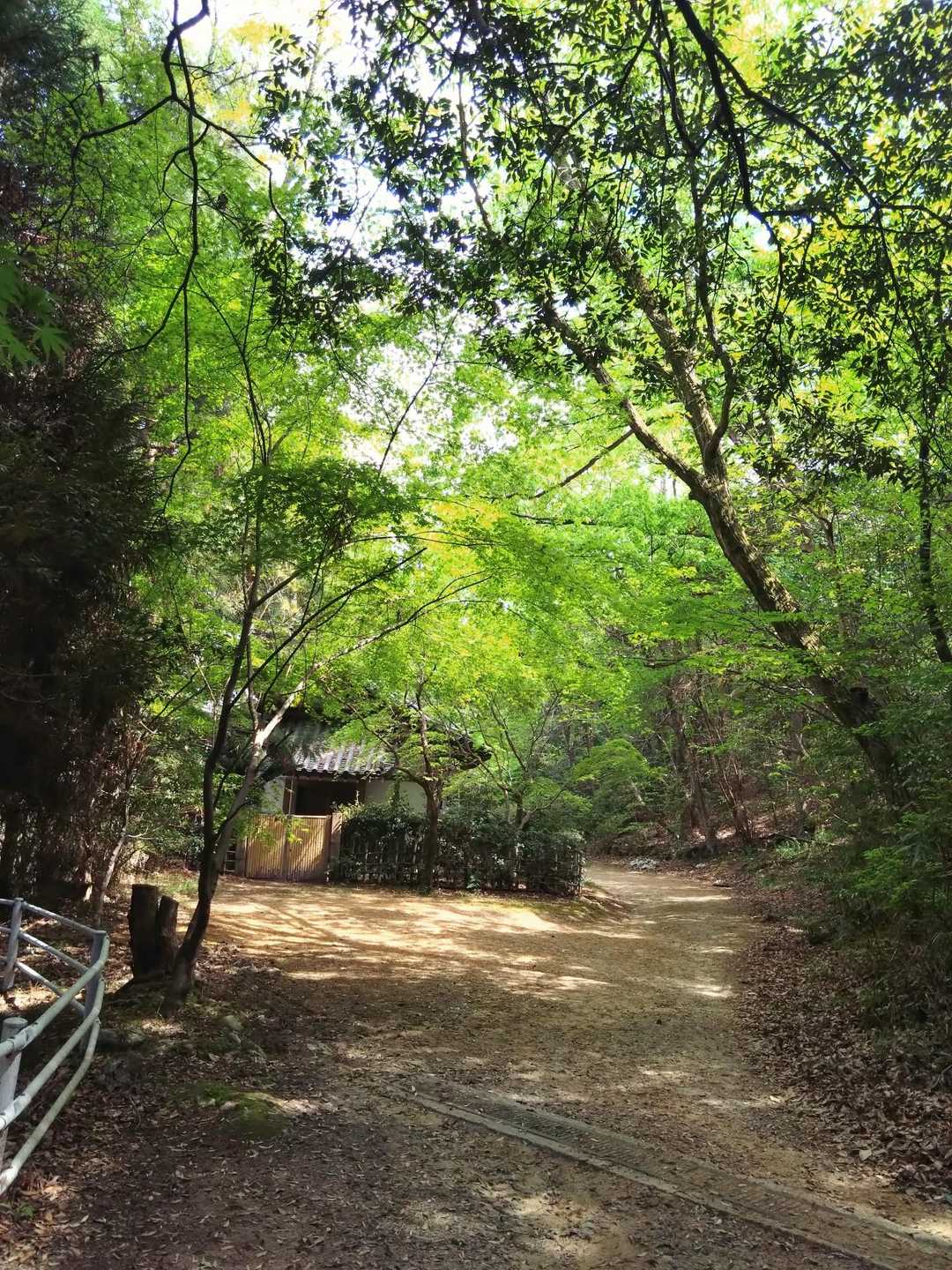松尾寺からも雰囲気の良いトレイルです。