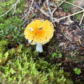 🍄その19