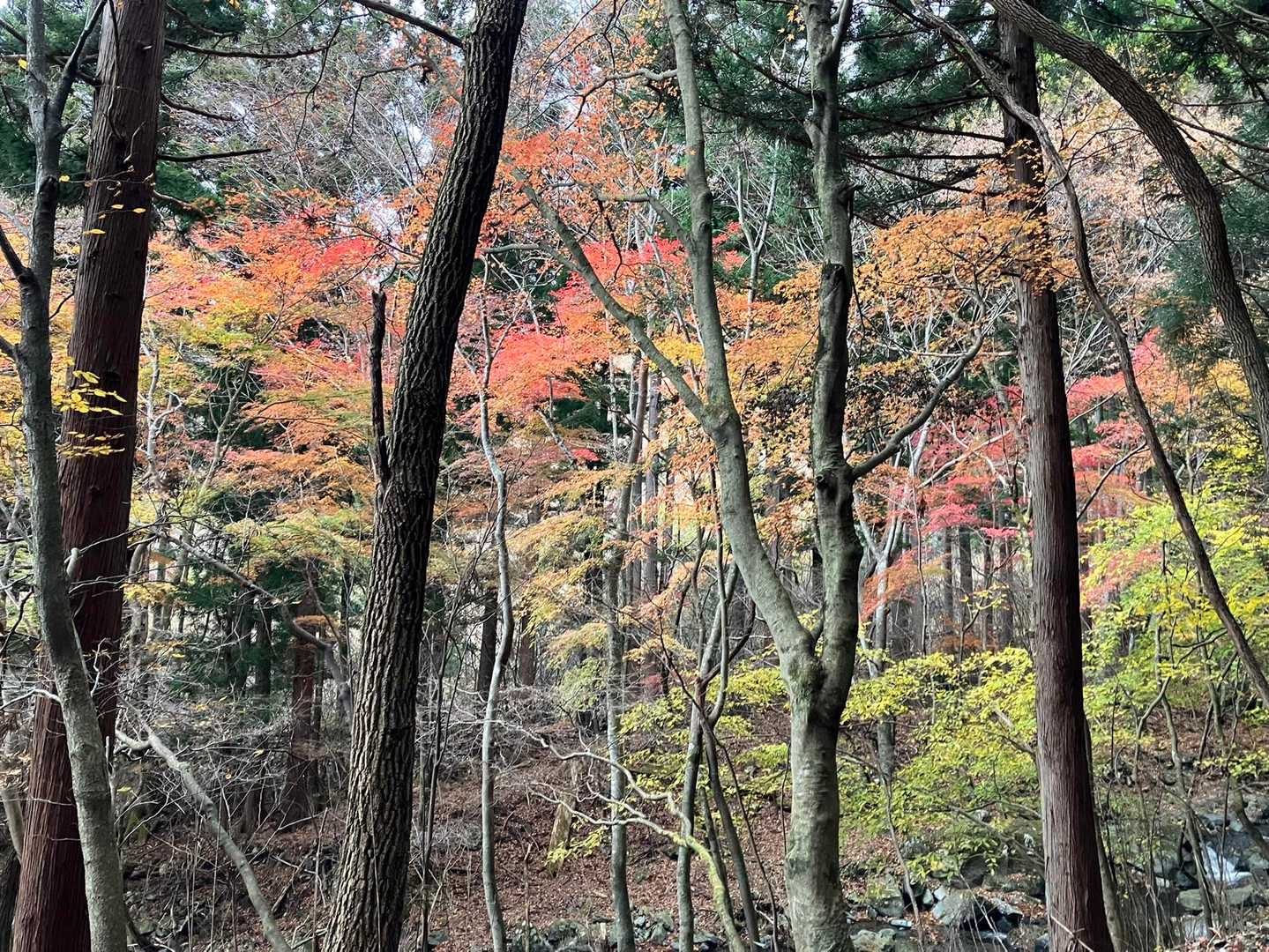 御正体山 往復コースの写真