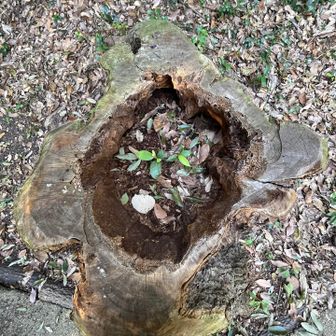 切り株に新芽🌱