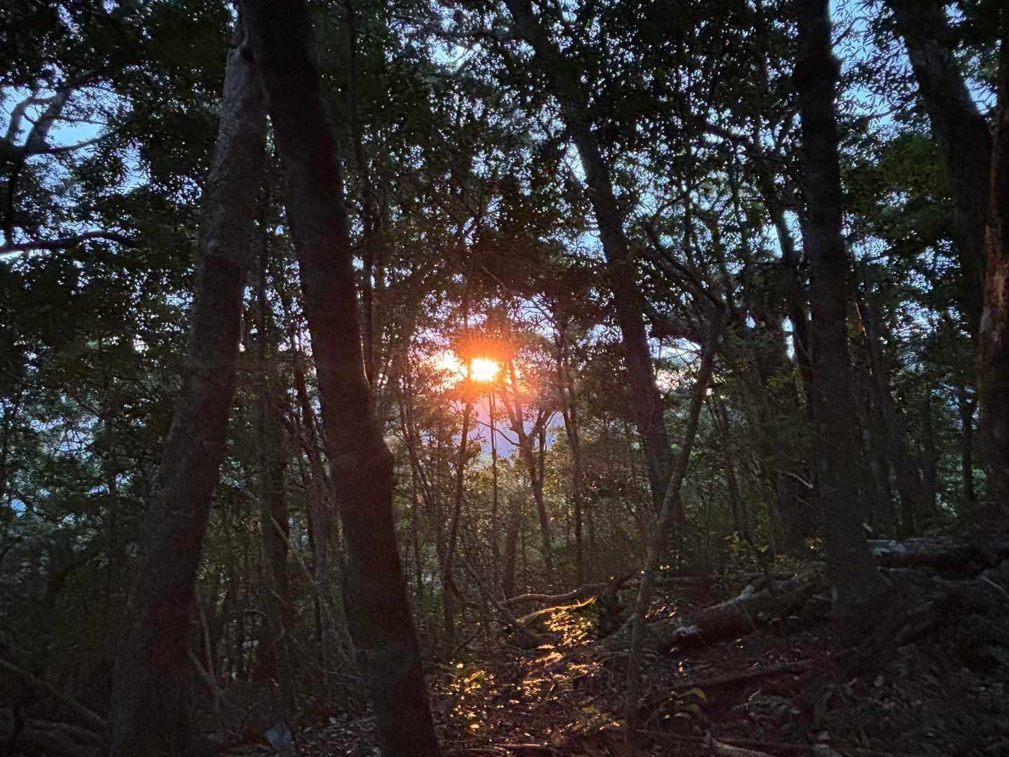 木々の隙間から日の出🌅