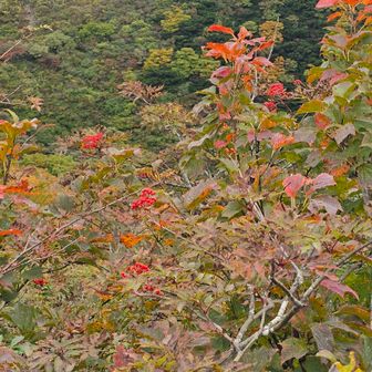 カンボクの実
｢鳥食わず｣
カマズミの実？
鳥が群れていたので、
カマズミに変更