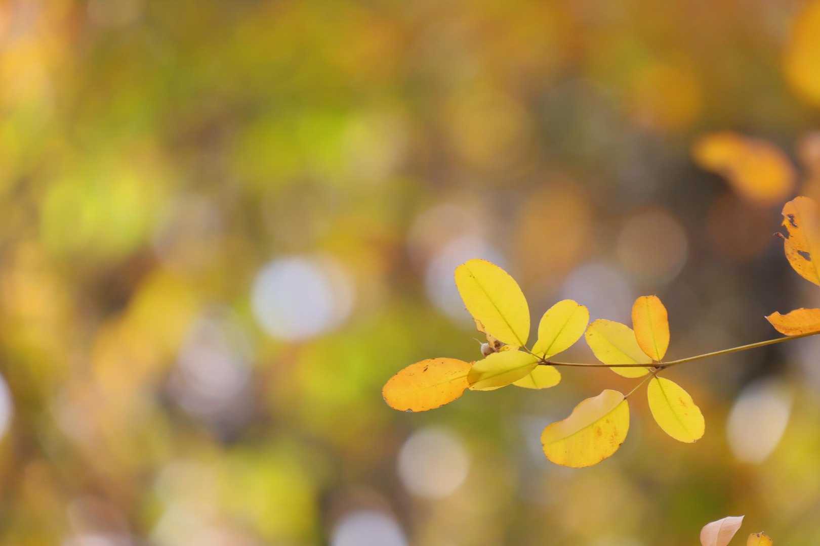 玉ボケ