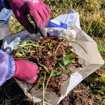 と、草むらで何か作業をしている方がいました。
特定外来生物「オオハンゴンソウ」を手作業でひとつひとつ根ごと取り除いているそうです。
誰かが植えて爆発的に増えてしまったそうで、こうでもしないと駆除が難しいと。
私が地面を見ても似たような緑の草ばかり。どうやって見つけているのか不思議です。