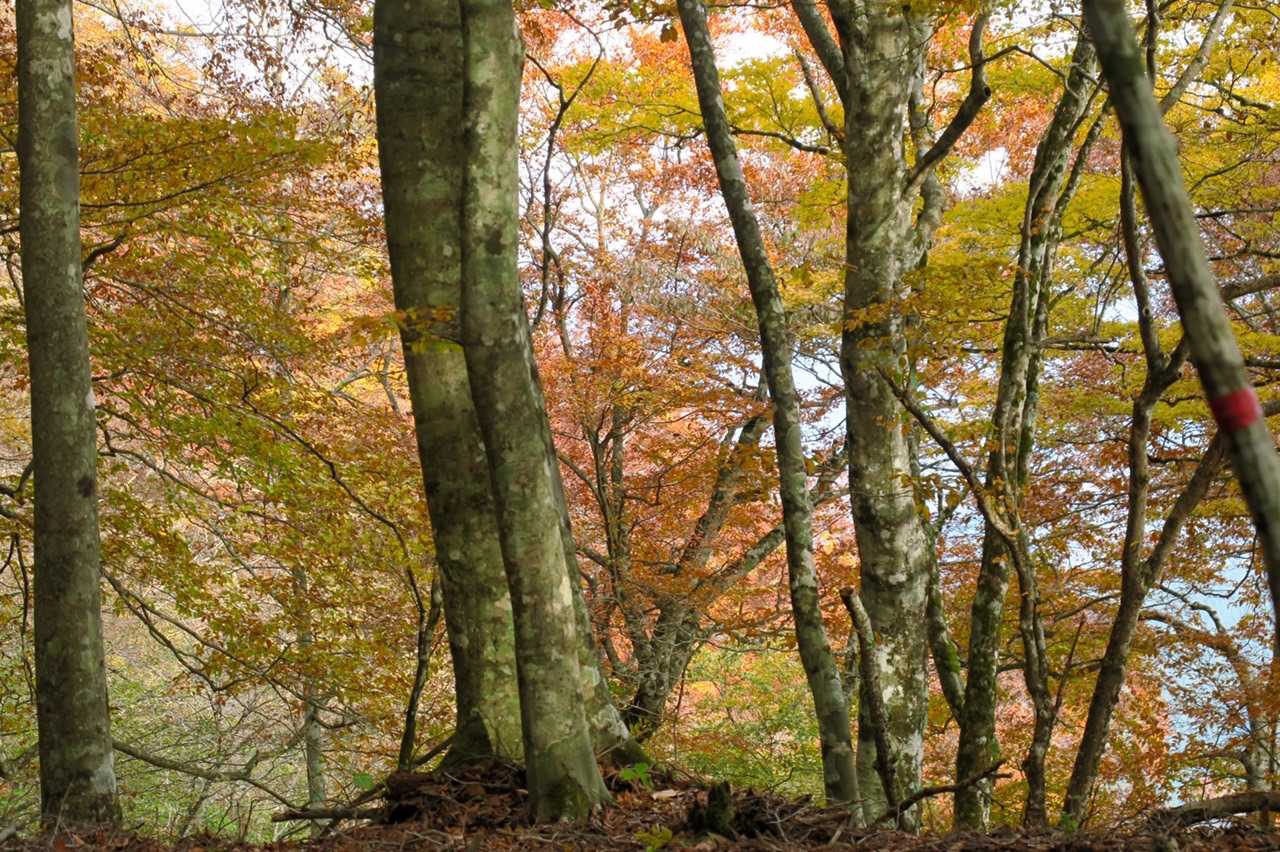 広葉樹主体で紅葉が美しい🍁