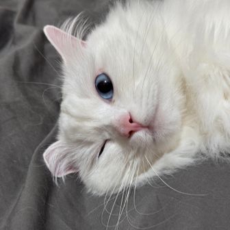 オウ
