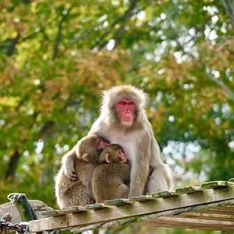 ひぽりんฅ( ̳• ·̫ • ̳ฅ)