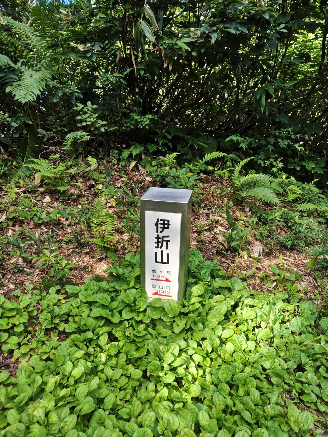 伊折山-成谷山 -僧ヶ岳 往復コースの写真