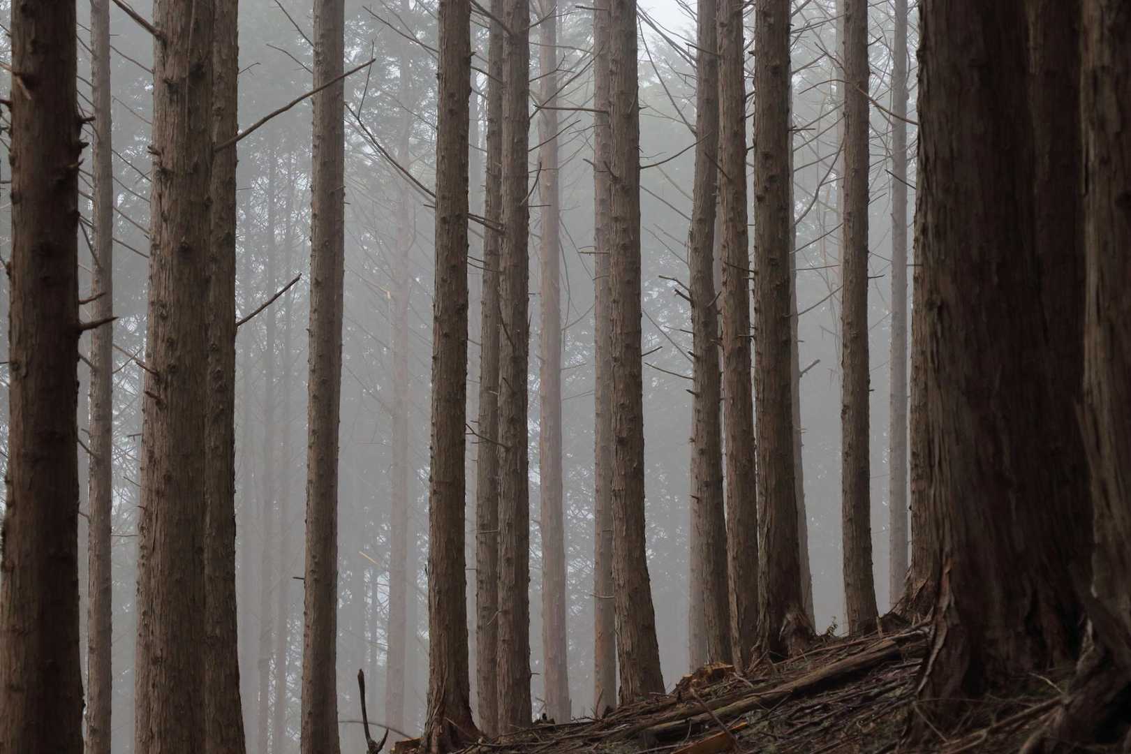 こんなのも映える霧の中。