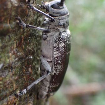 忙しなく歩くので撮影は難しい…
見かけるメスは大体においてオスが背中に乗るからか前翅中央部の白い模様が剥げています。
