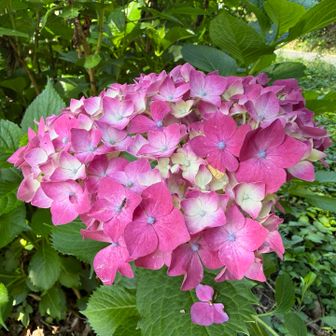 林道ふれあい施設駐車場に戻ってきました。紫陽花の季節ですね