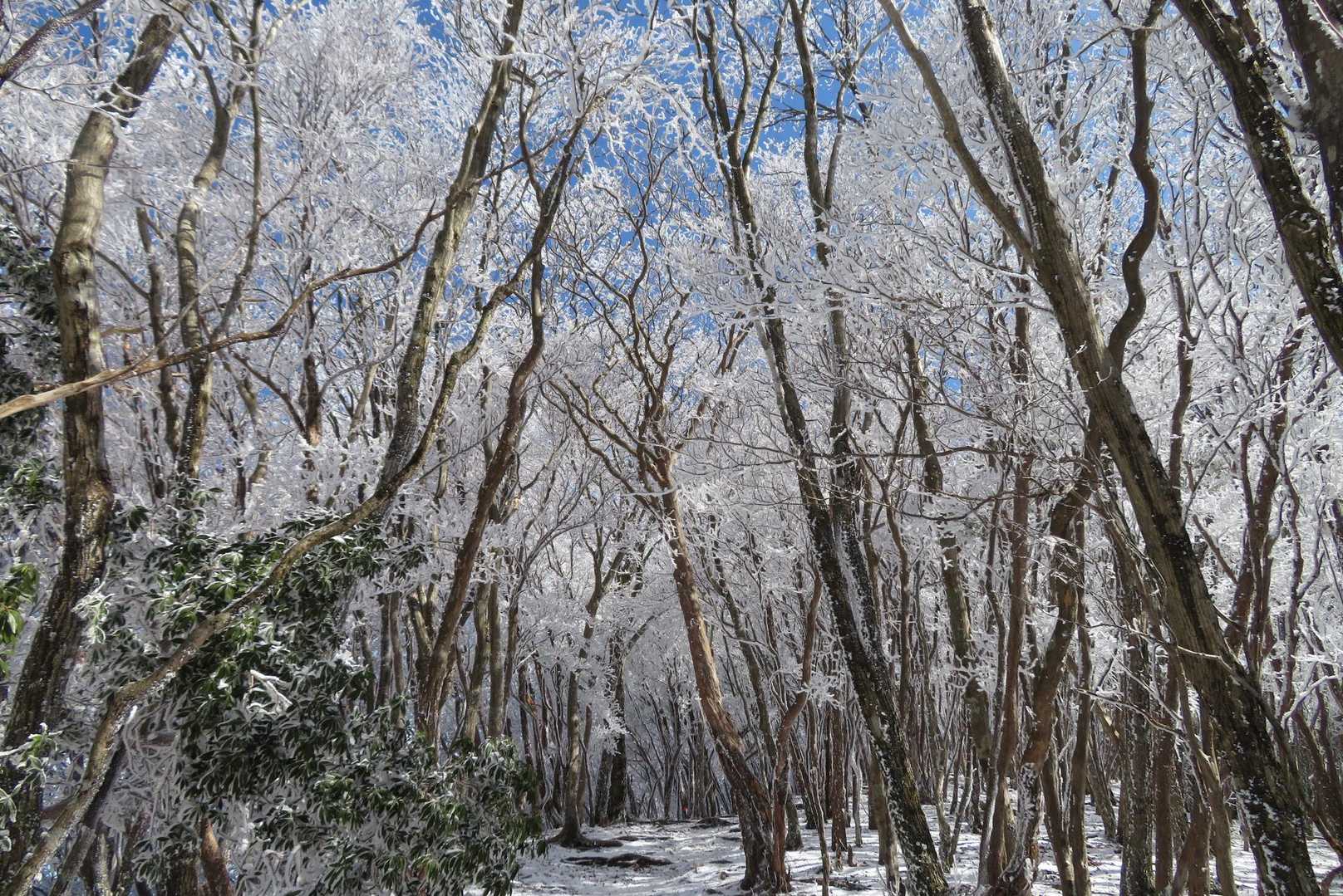 樹氷