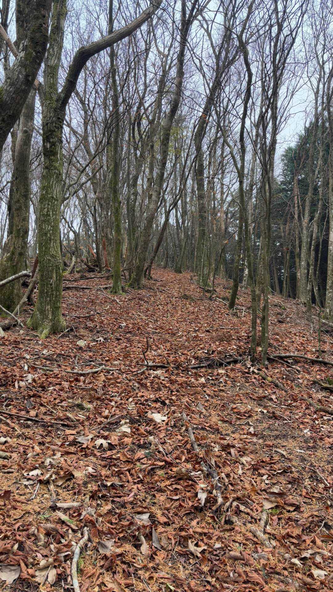 楢原山-古権現山 往復コースの写真