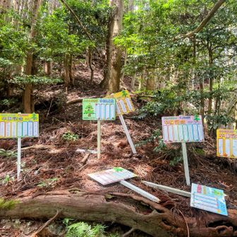 一本杉に保育園児が卒園記念で登ってる
暑さで引き返そうと思ったけどツヅラ又山へ行っちゃおう
