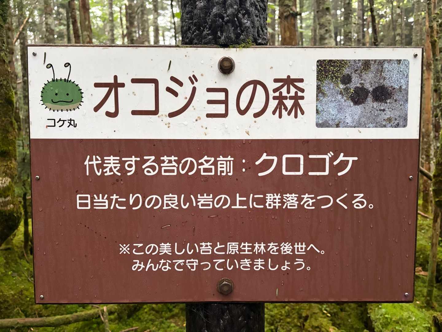 渋の湯バス停-渋ノ湯登山口-麦草峠-大石峠-中小場-縞枯山 縦走コースの写真