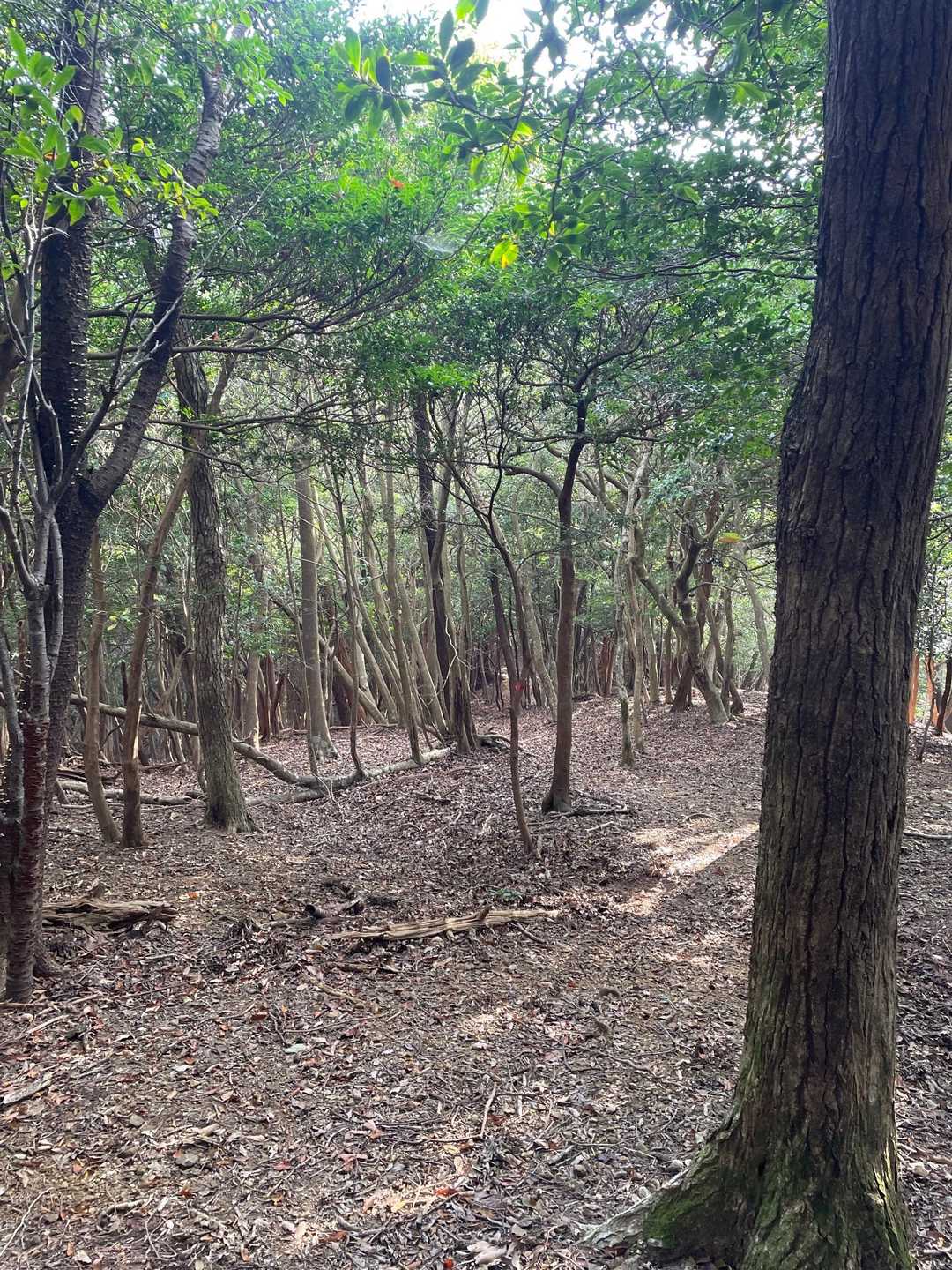 登山道は歩いてて気持ちいい😃
