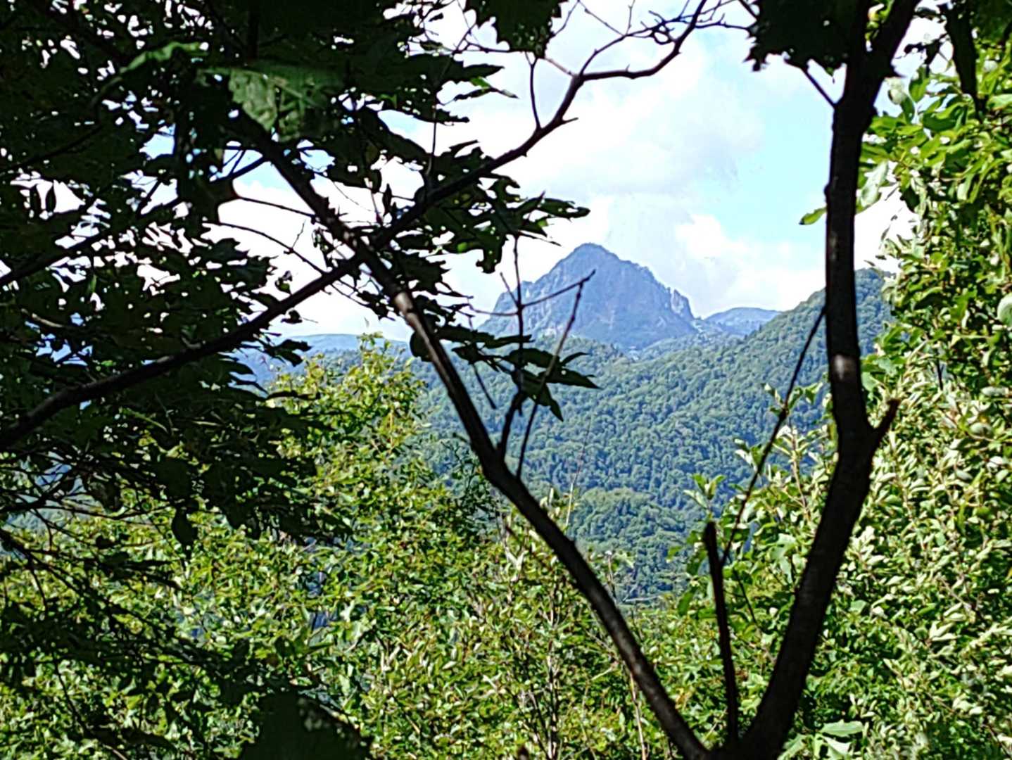 木の間から定天⛰️