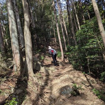スカリ山前後は登山感あります。