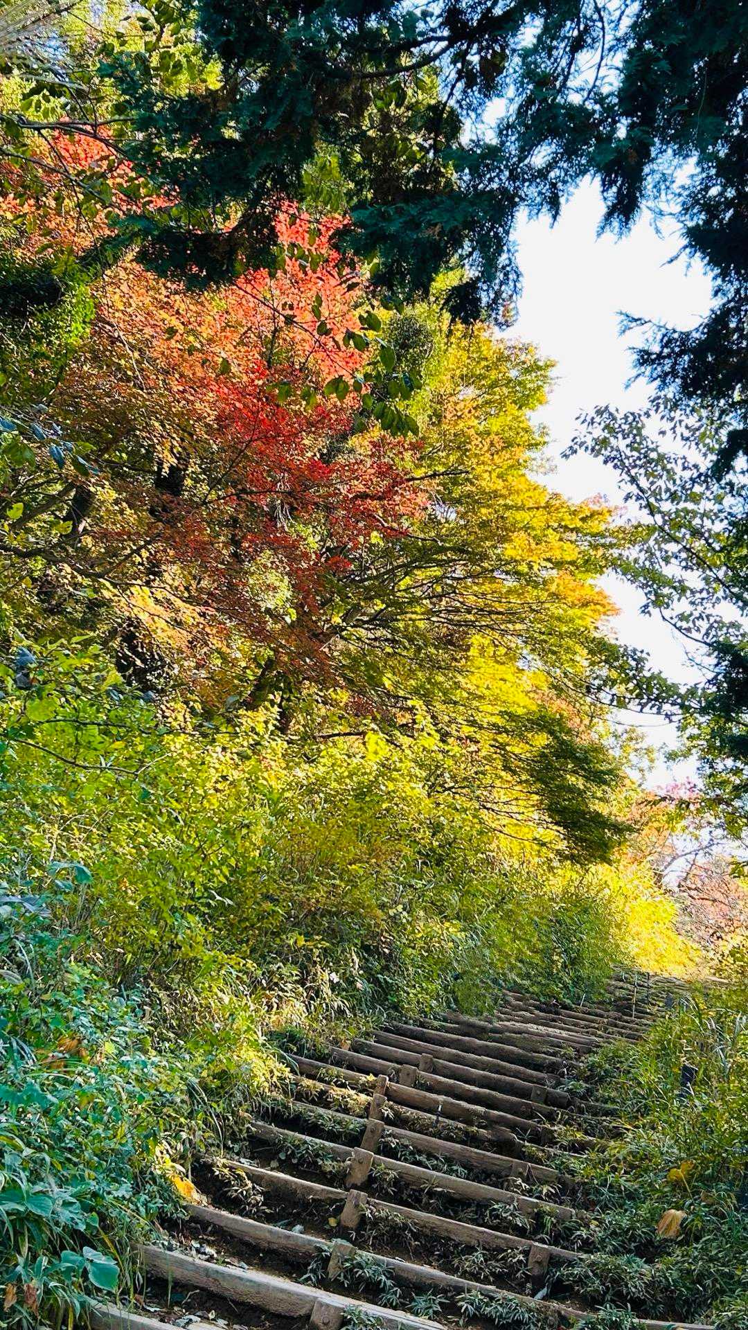 稲荷山コース入口-稲荷山-一丁平園地 往復コースの写真