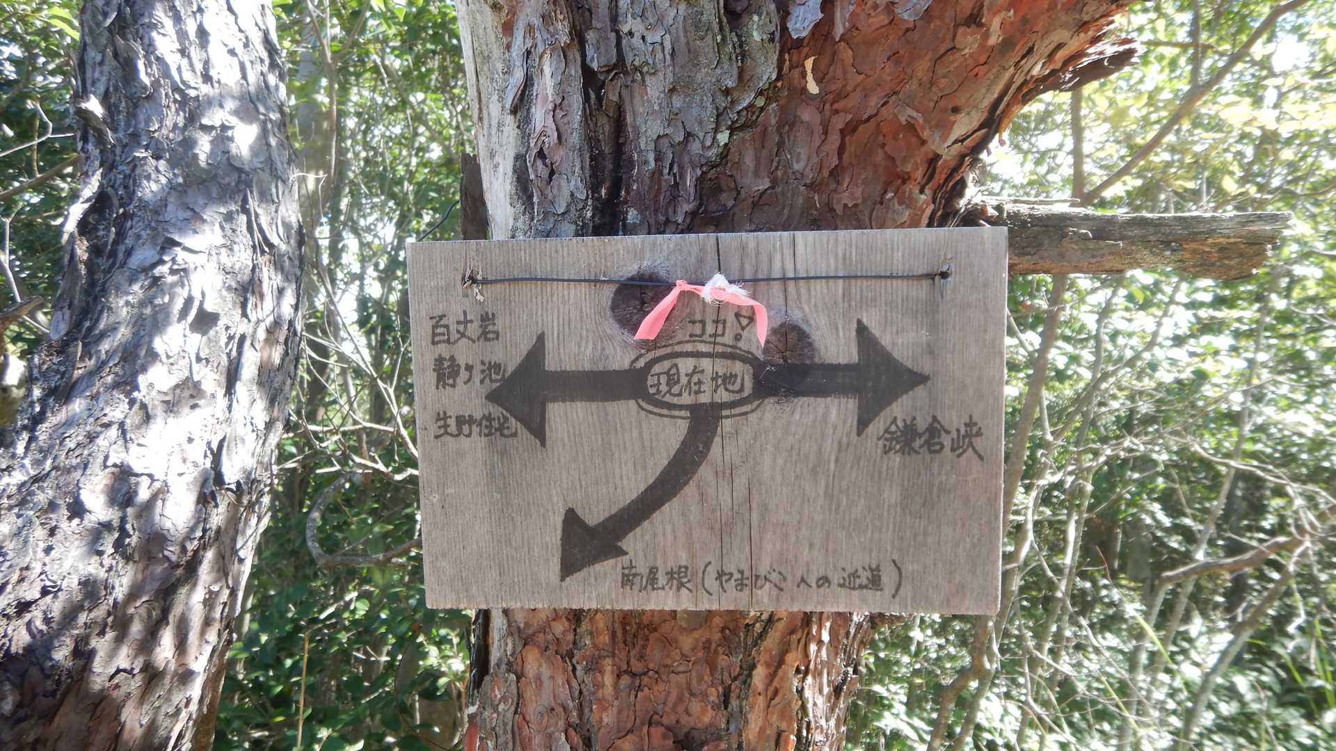 ここから南尾根を下ります。
南尾根ルートはYAMAPにはルート設定がありませんが、しっかりと道がつけられています。