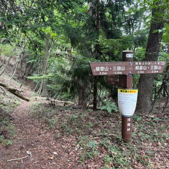 この道を下って行きます

三国山方面へ行くと軌跡をつなぐ事ができるのか〜。