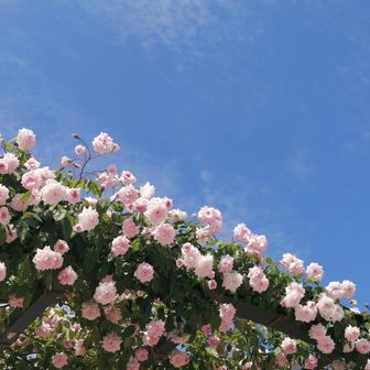 マイマイ