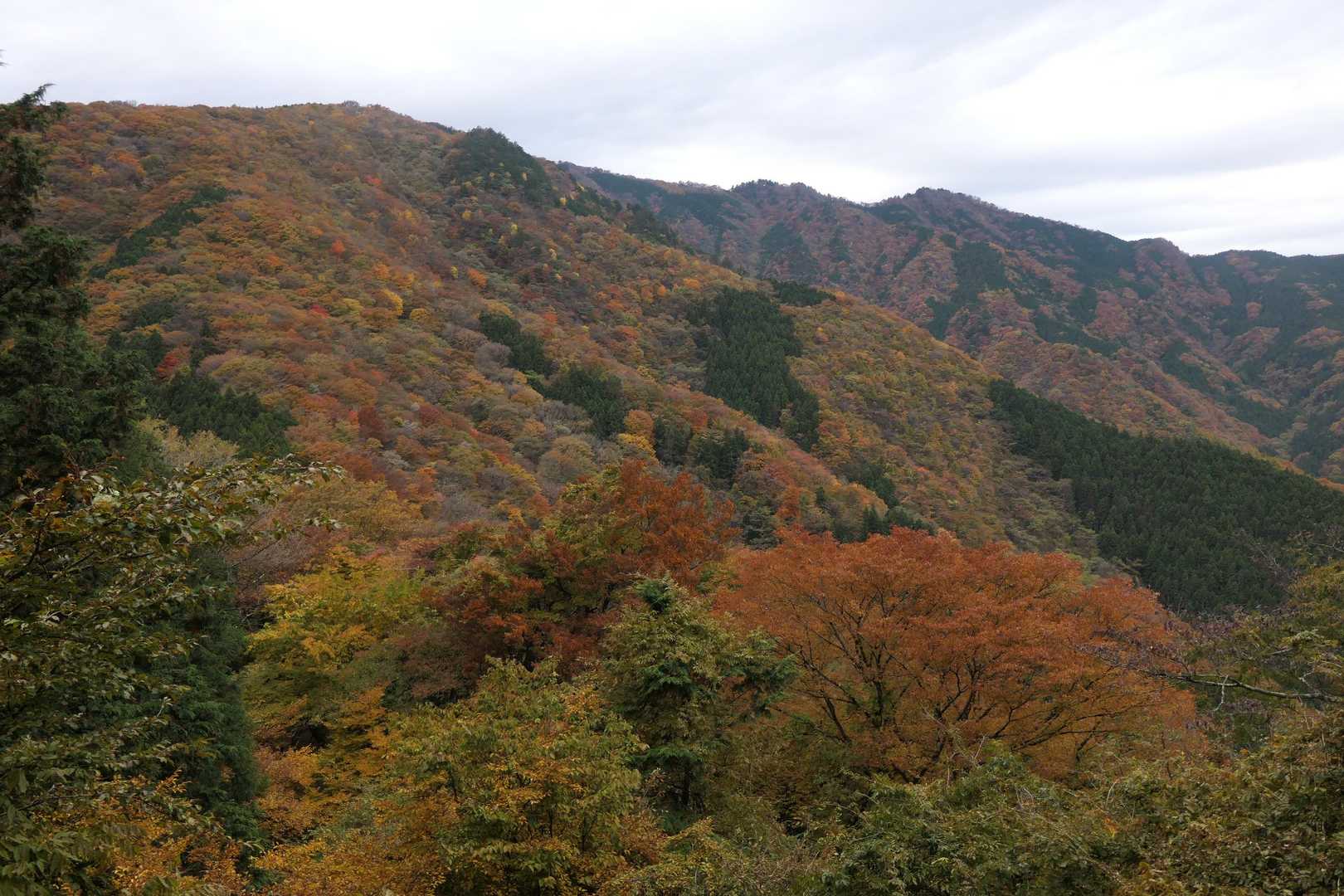 山肌が紅葉してます。