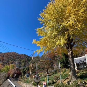 青空とイチョウ