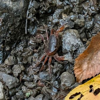 岩登りのカニ🦀居ました