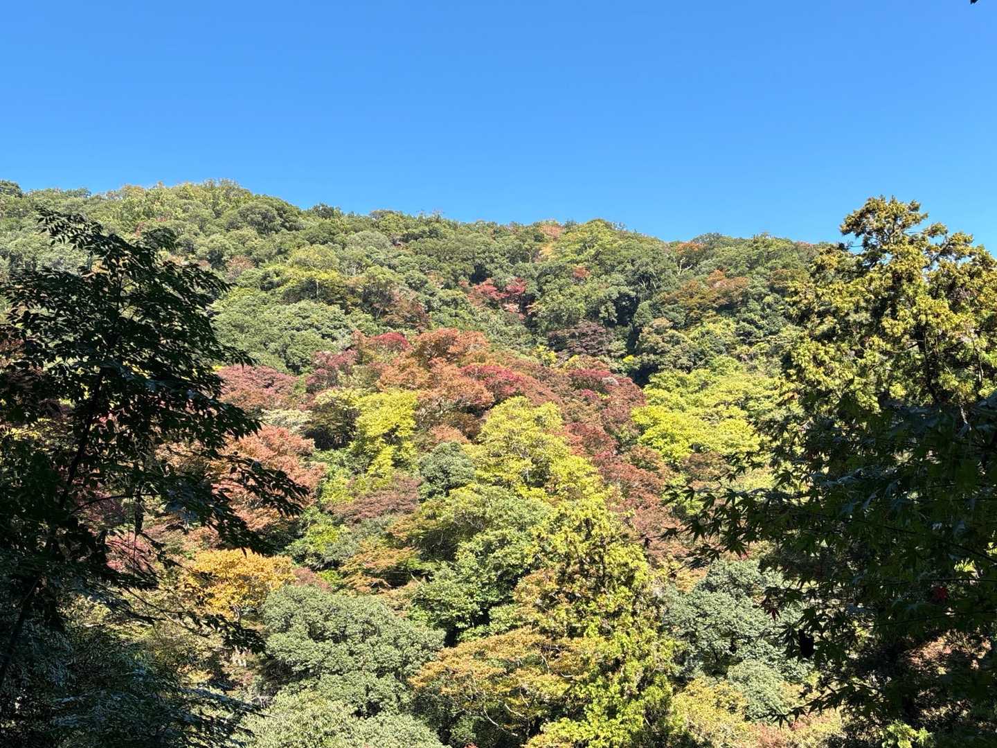 紅葉は色づき始めかな〜💦
まだ緑多し…💚