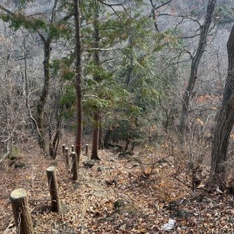 下山します。蛇紋石に落ち葉🍂が堆積していて滑らない様に慎重に降ります💦