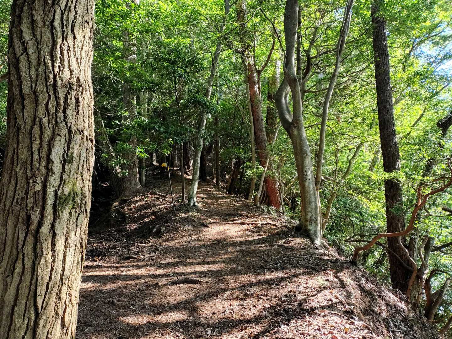 すてき小道に出ました😊